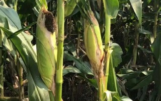 丹玉41號玉米種子特征特性 