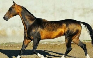 汗血寶馬介紹，其祖先是生長在戈壁地帶的野馬