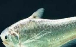鰣魚的價(jià)格，一斤需要50-200元左右