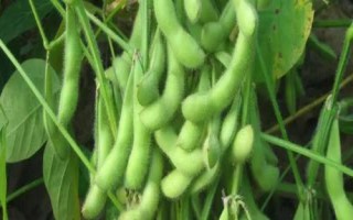 周豆34號大豆種子介紹，耐密型夏大豆品種