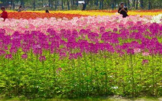 怎么種醉蝶花，種之前需浸種6小時左右