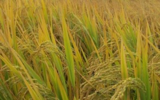 福優(yōu)9188水稻品種簡介，苗期注意防治稻薊馬