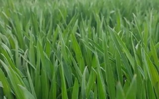 冬小麥?zhǔn)乔锓N夏收嗎，9月中下旬至10月上旬播種來年5月底至6月中下旬收獲