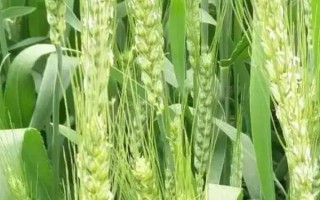 天民198小麥種子介紹，全生育期218天