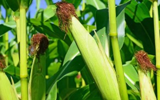 綠育9911玉米種子特征特性