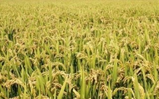 通育271水稻種子簡(jiǎn)介，4月中旬播種
