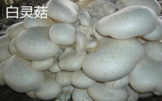 南方適合種植哪些菇類，竹蓀、黑木耳、草菇等