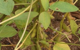 吉利豆4號(hào)大豆品種簡(jiǎn)介，中抗大豆灰斑病