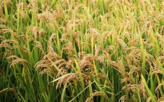 臨稻24號水稻種子介紹，屬中晚熟品種
