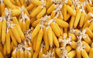 斯達(dá)甜230玉米種子特點(diǎn)，中抗小斑病