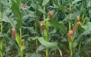 保玉176玉米品種的特性，適宜密度每畝4500株
