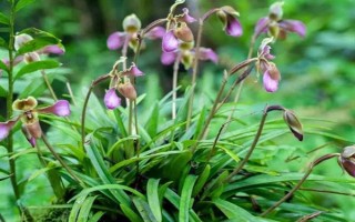 帶葉兜蘭的花期，花期在春季4-5月之間