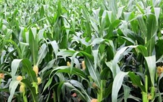 恩試118玉米種子特征特性，二高山地區(qū)4月中旬播種