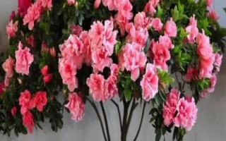 杜鵑花有毒嗎，有一定毒性
