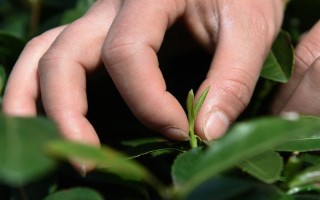南京雨花茶屬于哪種茶，是一種綠茶也是我國(guó)的名茶