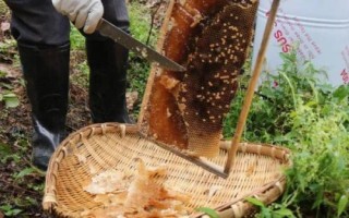中蜂取蜜時間，暖和天氣要在傍晚取蜜