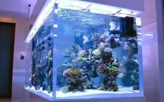 魚缸重新?lián)Q水多久可以放魚，至少要三天才可以放魚