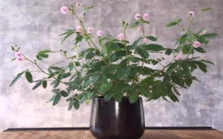 怎么養(yǎng)合歡花，在生長期間應(yīng)該保證有足夠的光照