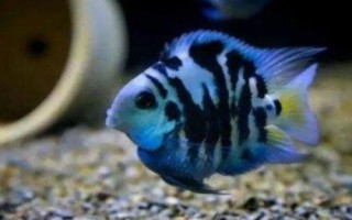 鸚鵡魚有沒有黑色的，麒麟鸚鵡魚呈黑色