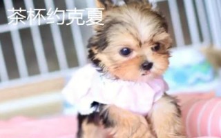 茶杯犬喂哪種食物，一歲左右主喂牛奶和雞蛋、超過一歲后主喂狗糧