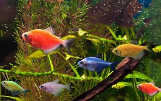 花天使魚好不好養(yǎng)，飼養(yǎng)難度一般