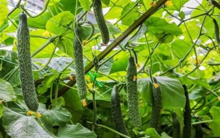 安徽省亳州市的特產(chǎn)，有蘇趙梨、苔干菜等