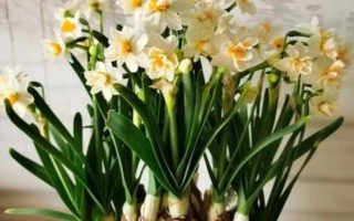 水仙花盆栽是耐寒植物嗎，水仙花相對(duì)比較耐寒