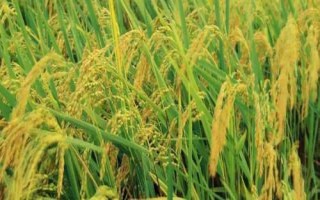 紅糖對農(nóng)作物的作用，正確施用會顯著增產(chǎn)