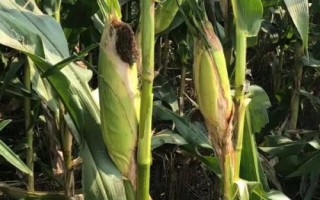 HF668玉米品種簡介，基肥應(yīng)每畝施35千克