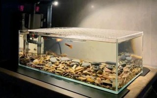 怎么才能讓魚缸里的死水變成活水，最好安裝一個(gè)過(guò)濾器