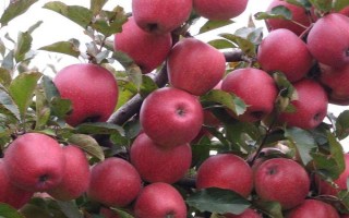 提高蘋(píng)果表面亮度的方法，可采取套袋、施肥、控制生長(zhǎng)方向等措施