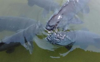 青魚吃什么食物，幼魚階段吃浮游動物