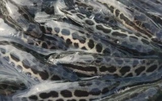 黑魚如何養(yǎng)殖，魚種長成后才能放入混養(yǎng)塘