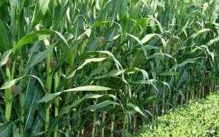 滬甜3號玉米種子特征特性，每畝種植3300株左右為宜