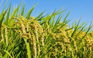 紅米絲苗水稻品種簡介，特別注意防治稻瘟病