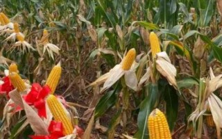 強(qiáng)盛292玉米品種簡介，4月下旬至5月上旬播種