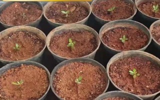 移栽玫瑰要緩苗嗎，移栽玫瑰后需要緩苗15-20天