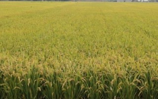 珞紅優(yōu)931水稻種子簡(jiǎn)介，每畝插足基本苗10萬以上