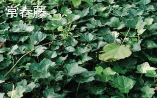 爬山虎和常春藤如何區(qū)分，葉片、花型和花期均不同