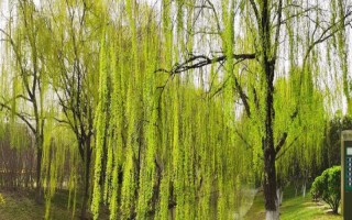 柳樹的特征，樹冠開展、樹葉披針形