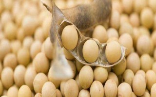 綏農(nóng)28大豆品種簡(jiǎn)介