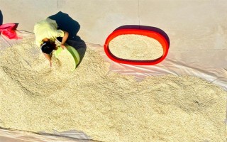 有機(jī)蔬菜種子怎么浸種催芽，用溫水浸泡后再放入容器中并覆蓋濕毛巾