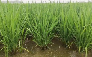 花香優(yōu)1618水稻種子特征特性，4月中下旬播種
