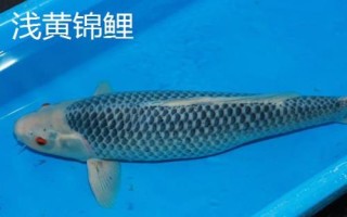 錦鯉的品種，不同品種的體色不同