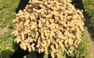 花生品種308的產(chǎn)量，白沙308可達(dá)到800-1000斤左右