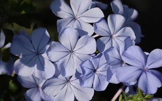 藍(lán)雪花修剪后如何養(yǎng)護(hù)，將其放置光線柔和的通風(fēng)環(huán)境中養(yǎng)護(hù)