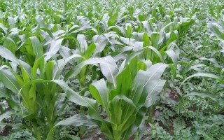 沈爆6號(hào)玉米種子介紹，高抗絲黑穗病