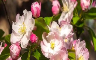 海棠花的寓意是什么，寓意苦戀、頑強(qiáng)不倒等