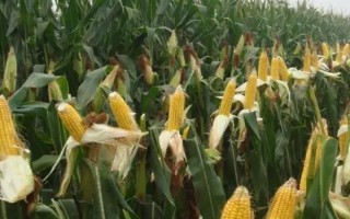 DH606玉米種子簡介，4月下旬至5月上旬播種