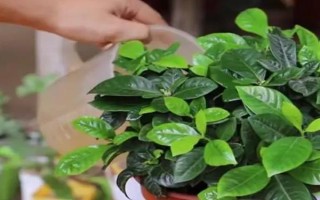 室內可以養(yǎng)梔子花嗎，室內是可以養(yǎng)梔子花的